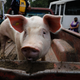 A female pig on a truckbed in Mexico City, Mexico.